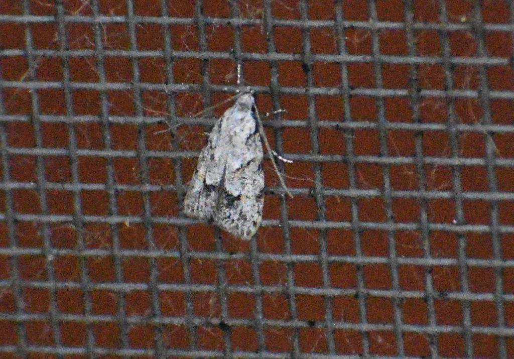 Symmoca signatella (Autostichidae)